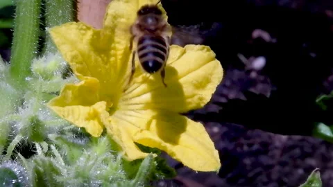 Insect Macro - Bee Feeding on Cucumber Blossom Stock Footage 136329590