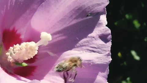 Insect Macro - Bee Feeding on Hibiscus Blossom Stock Footage 136329961
