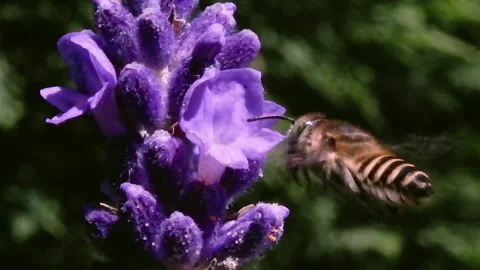 Insect Macro - Bee Feeding on Lavender Blossom Stock Footage 136329872