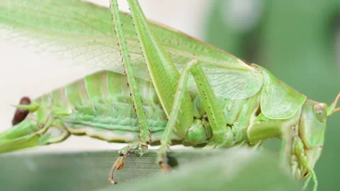 Insect Macro Big eye of grasshopper stirring its jaws Stock Footage 169399535