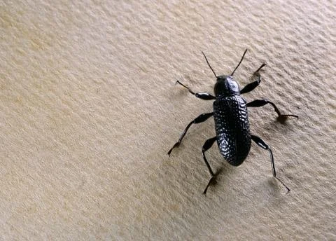 Insect macro close up 写真素材