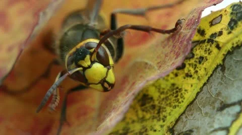 Insect, macro, hornet Stock Footage 12006001