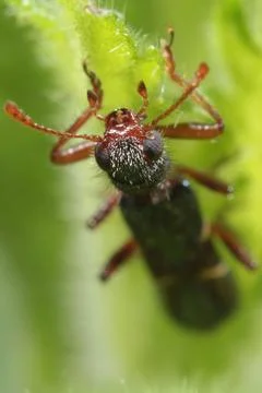 Insect Macro Stock Photos