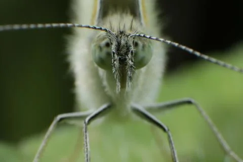 Insect Macro Stock Photos