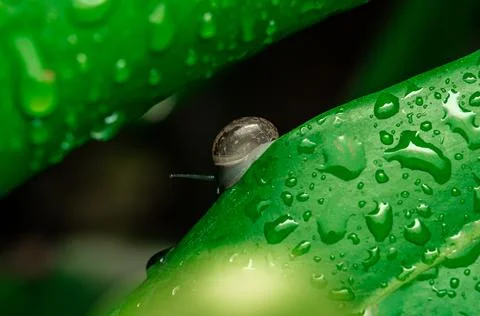 Insect macro photography Stock Photos