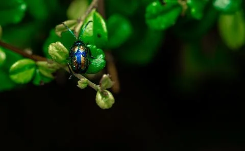 Insect macro photography Stock Photos