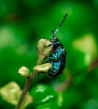 Insect macro photography Stock Photos