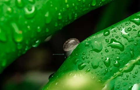 Insect macro photography Stock Photos