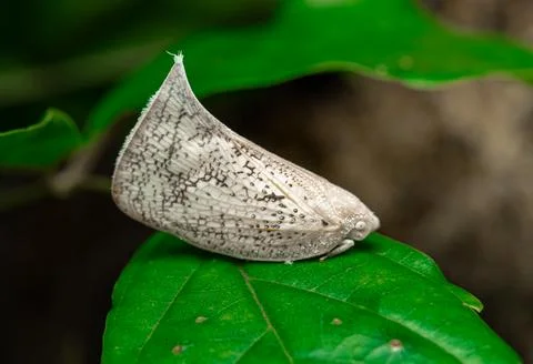 Insect macro photography Stock Photos