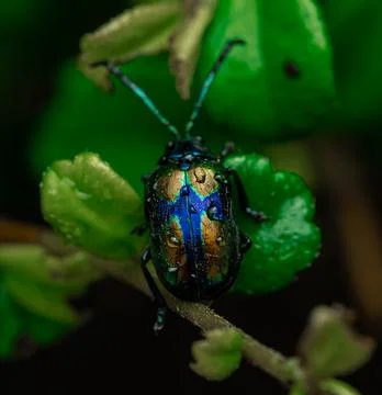 Insect macro photography Stock Photos