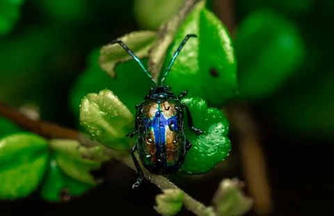 Insect macro photography Stock Photos