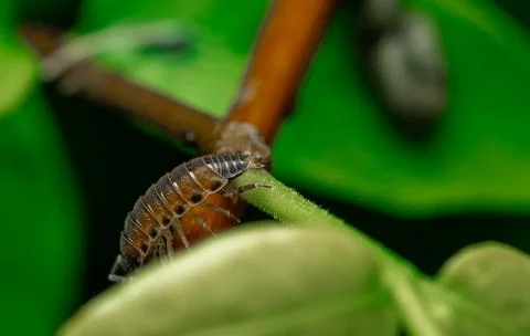 Insect macro photography Stock Photos