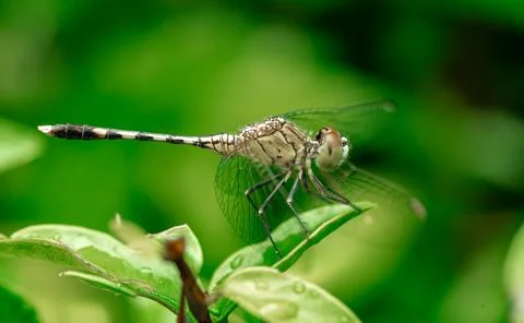Insect macro photography Stock Photos