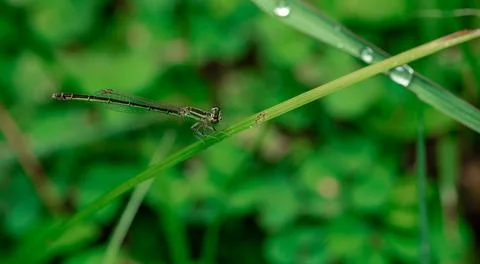 Insect macro photography Stock Photos