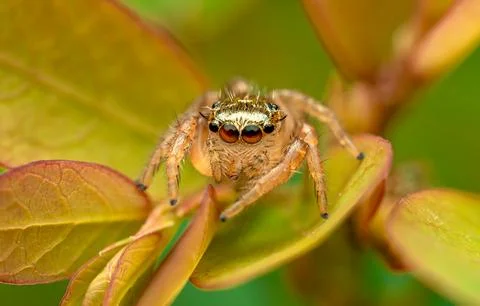 Insect macro photography Stock Photos