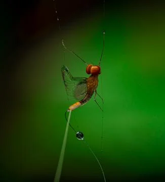 Insect macro photography Stock Photos