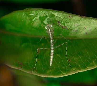 Insect macro photography Stock Photos