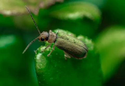 Insect macro photography Stock Photos