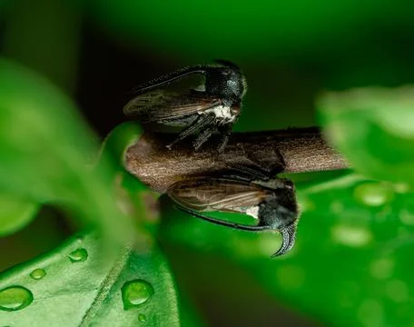 Insect macro photography Stock Photos
