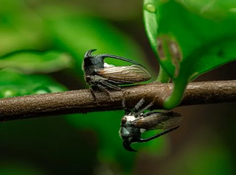 Insect macro photography Stock Photos