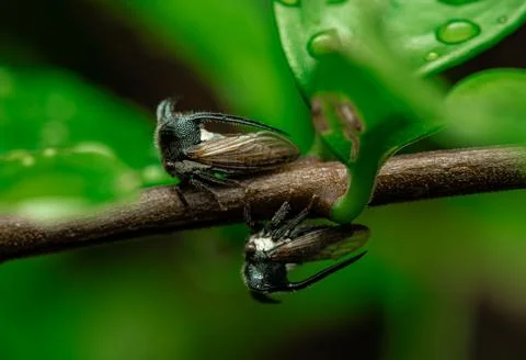 Insect macro photography Stock Photos