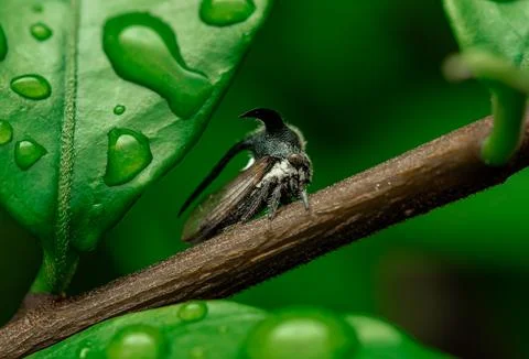 Insect macro photography Stock Photos