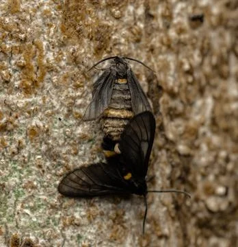 Insect macro photography Stock Photos