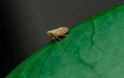 Insect macro photography Stock Photos