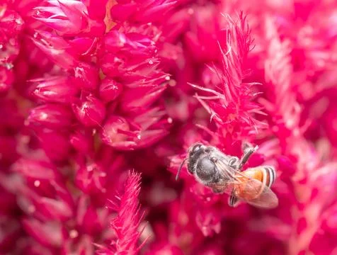 Insect macro photography Stock Photos