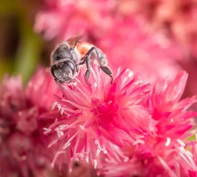 Insect macro photography Stock Photos