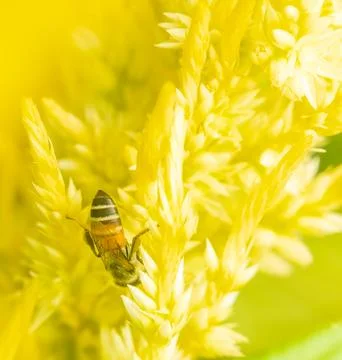 Insect macro photography Stock Photos