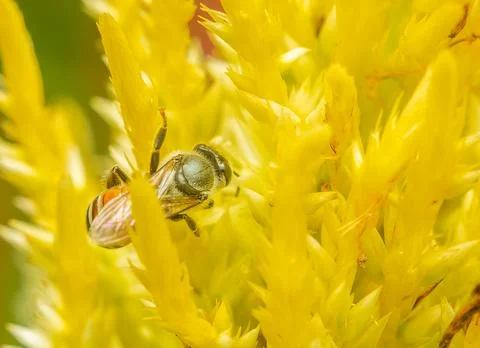Insect macro photography Stock Photos