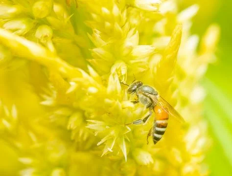 Insect macro photography Stock Photos