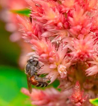 Insect macro photography Stock Photos