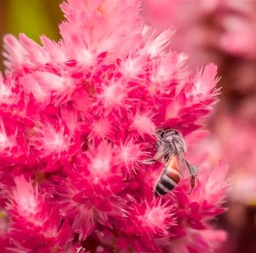 Insect macro photography Stock Photos
