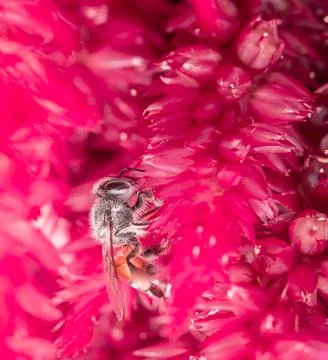 Insect macro photography Stock Photos