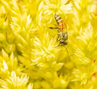 Insect macro photography Stock Photos