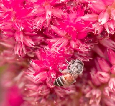 Insect macro photography Stock Photos