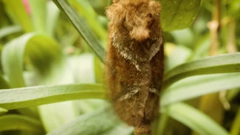 Insect macro shot of orange swift moth (triodia sylvina) in its natural habitat Stock Footage 336797632