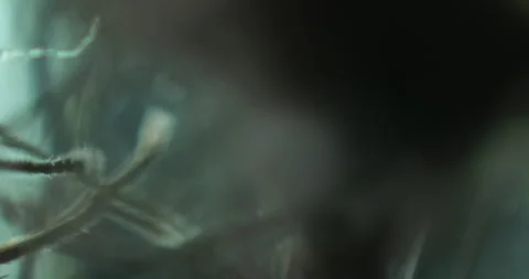 Insect macro view under microscope Stock Footage 300420080