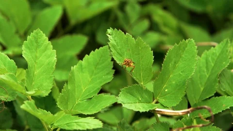Insect macro, Yellow dung fly Scathophaga stercoraria sitting on green leaf Stock Footage 89614115