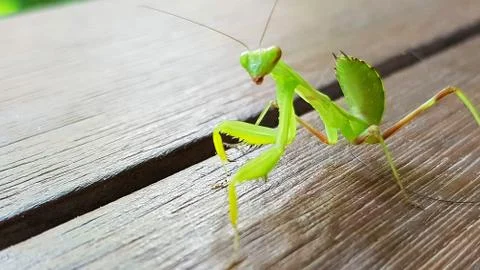 Insect mantis close up Stock Photos