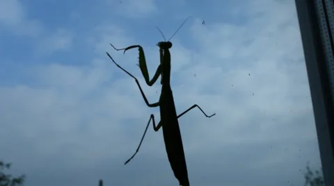 Insect mantis crawling. 動画素材 52686300