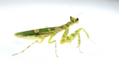Insect mantis Stock Footage 8436935