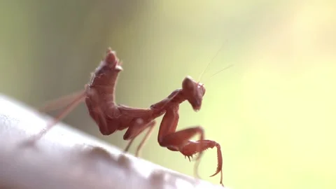 Insect mantis - Mantis religiose large hemimetabolous insect macro footage 스톡 동영상 342824285