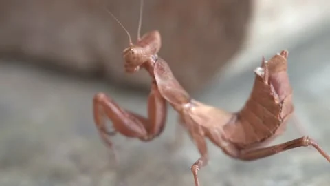 Insect mantis - Mantis religiose large hemimetabolous insect macro footage Stock Footage 342824683