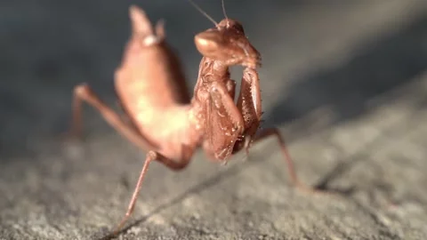 Insect mantis - Mantis religiose large hemimetabolous insect macro footage Stock Footage 342824985