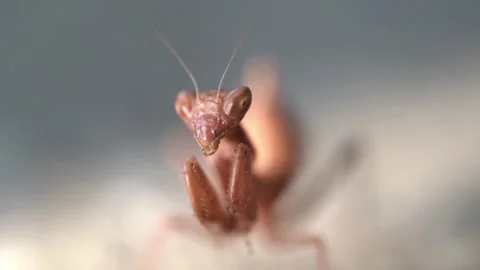 Insect mantis - Mantis religiose large hemimetabolous insect macro footage Stock Footage 342825055