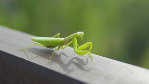 Insect, mantis moves forward swaying, against a blurred green background, Stockbeeldmateriaal 151820071