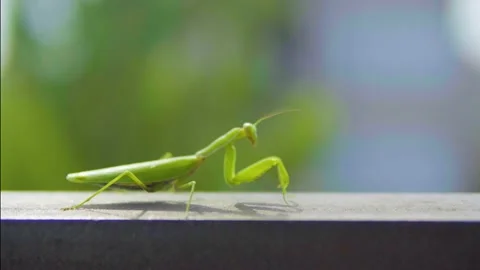 Insect, mantis moves forward swaying, against a blurred green background, Stockbeeldmateriaal 151966926